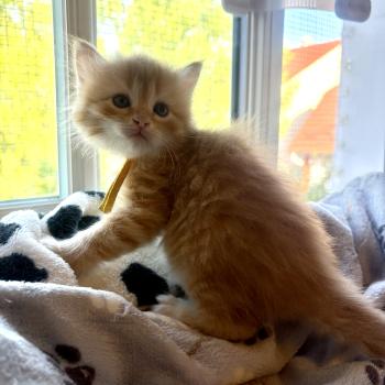 chaton Sibérien red tabby Collier Jaune Elevage chats sibériens Chatterie Ovilloise - Comportementaliste félin