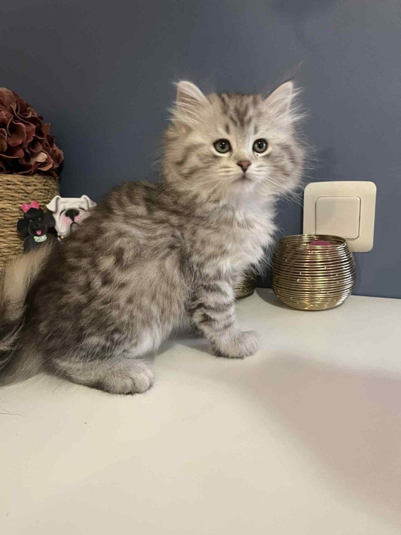 Arsène de l'Ovilloise Mâle Sibérien