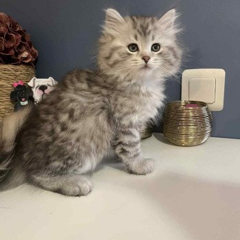 chaton Sibérien black silver tabby Collier jaune Comportementaliste félin - Elevage chats sibériens