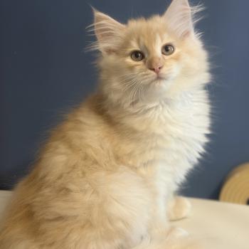 chaton Sibérien red smoke Biscuit Elevage chats sibériens Chatterie Ovilloise - Comportementaliste félin