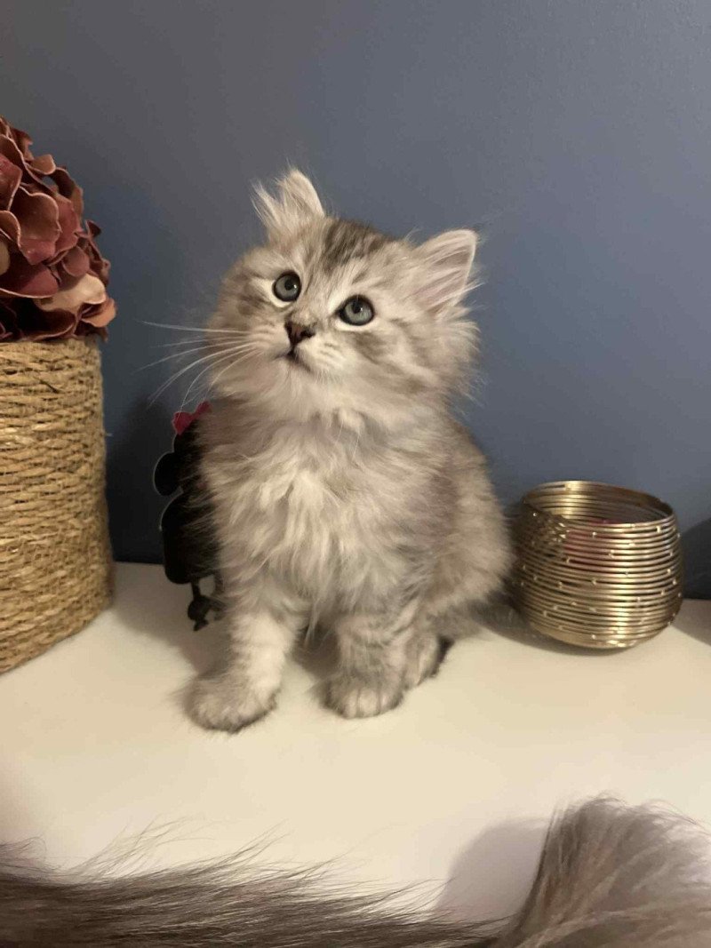 Ange de l'Ovilloise Mâle Sibérien