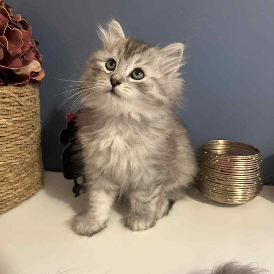 Ange de l'Ovilloise Mâle Sibérien