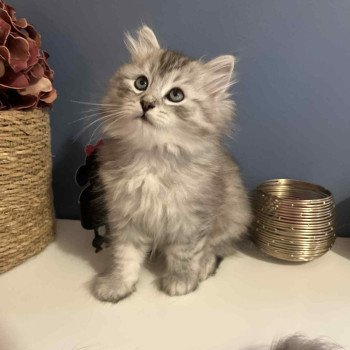 chaton Sibérien black silver tabby Collier orange Comportementaliste félin - Elevage chats sibériens