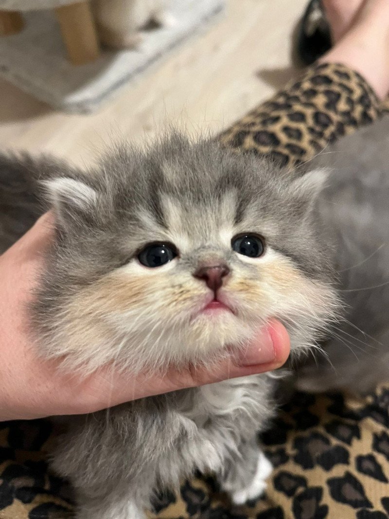 Collier rose cajou de l'Ovilloise Femelle Sibérien