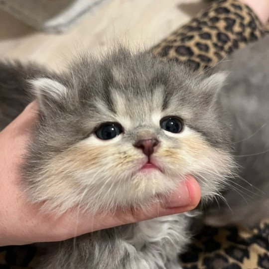 Collier rose cajou de l'Ovilloise Femelle Sibérien