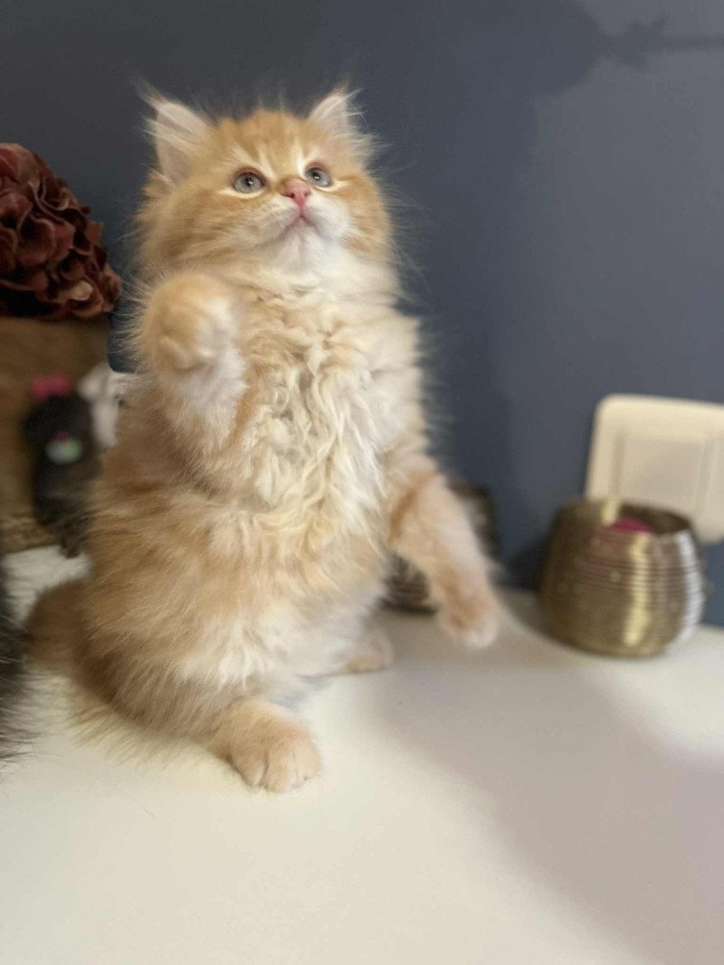 Sushi de l'Ovilloise Femelle Sibérien