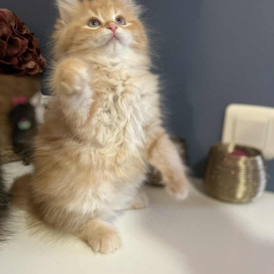 Sushi de l'Ovilloise Femelle Sibérien