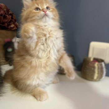 chaton Sibérien red blotched tabby Collier rose Comportementaliste félin - Elevage chats sibériens