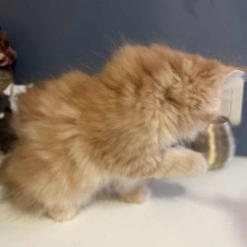 chaton Sibérien red blotched tabby Collier rose Comportementaliste félin - Elevage chats sibériens