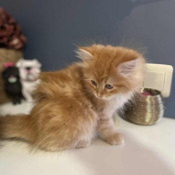 chaton Sibérien red blotched tabby Collier rose Comportementaliste félin - Elevage chats sibériens