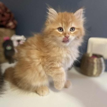 chaton Sibérien red blotched tabby Collier rose Comportementaliste félin - Elevage chats sibériens