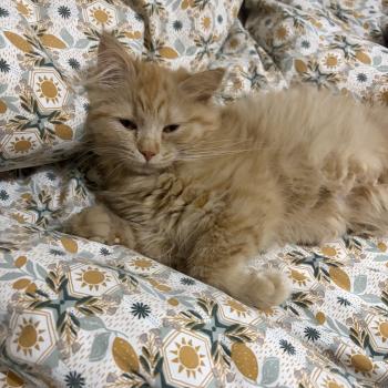 chaton Sibérien red Alma Elevage chats sibériens Chatterie Ovilloise - Comportementaliste félin