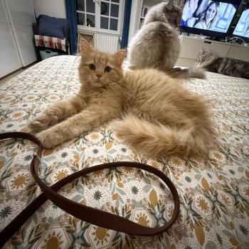 chaton Sibérien red Alma Elevage chats sibériens Chatterie Ovilloise - Comportementaliste félin