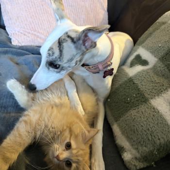 chaton Sibérien red Alma Elevage chats sibériens Chatterie Ovilloise - Comportementaliste félin