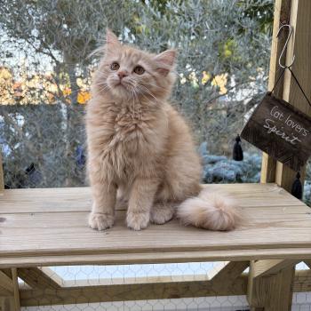 chaton Sibérien red Alma Elevage chats sibériens Chatterie Ovilloise - Comportementaliste félin