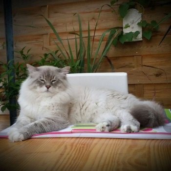 chat Sibérien blue tabby point & blanc Dandy La Chatterie Ovilloise