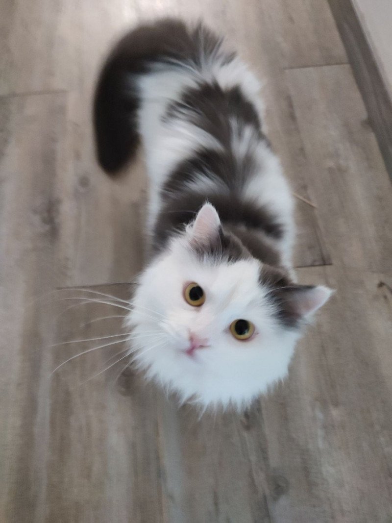 Kiwie Debie Phantom Cats Femelle Sibérien