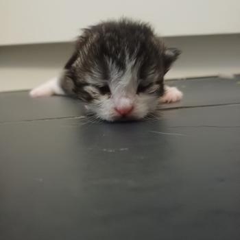 chaton Sibérien Flamme Elevage chats sibériens Chatterie Ovilloise - Comportementaliste félin