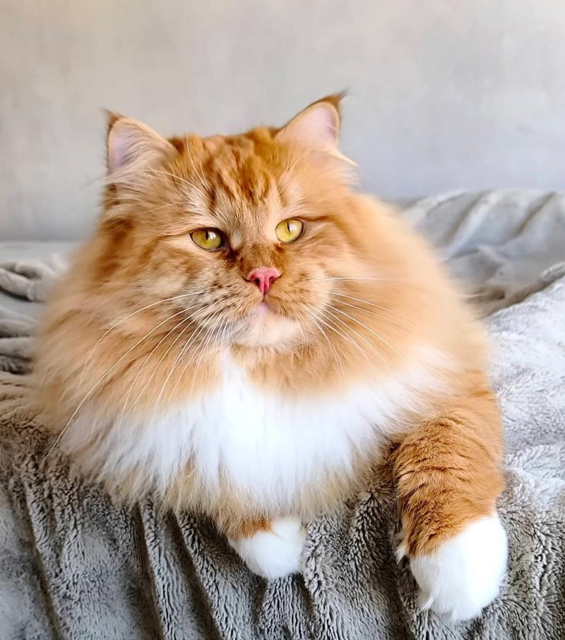 Coffee Mâle Sibérien