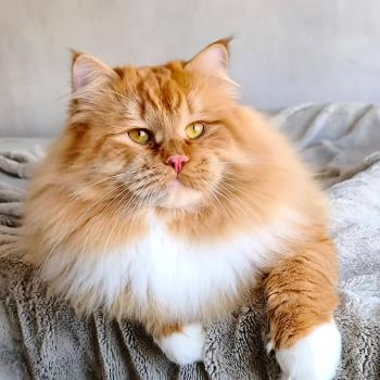 Irish Zaïmka de l'Ovilloise Mâle Sibérien