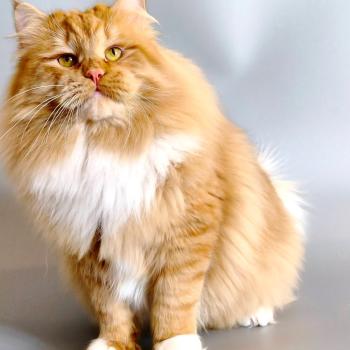 chat Sibérien Irish Zaïmka Elevage chats sibériens Chatterie Ovilloise - Comportementaliste félin