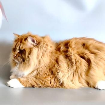 chat Sibérien Irish Zaïmka Elevage chats sibériens Chatterie Ovilloise - Comportementaliste félin