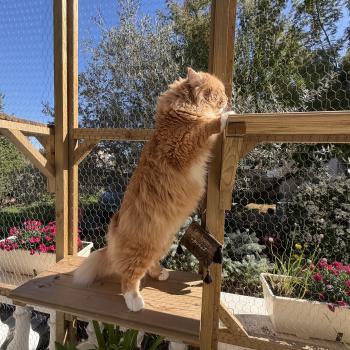 chat Sibérien red & blanc Coffee Elevage chats sibériens Chatterie Ovilloise - Comportementaliste félin