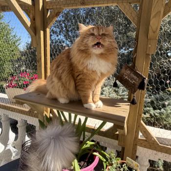 chat Sibérien red & blanc Coffee Elevage chats sibériens Chatterie Ovilloise - Comportementaliste félin