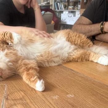 chat Sibérien red & blanc Coffee Elevage chats sibériens Chatterie Ovilloise - Comportementaliste félin