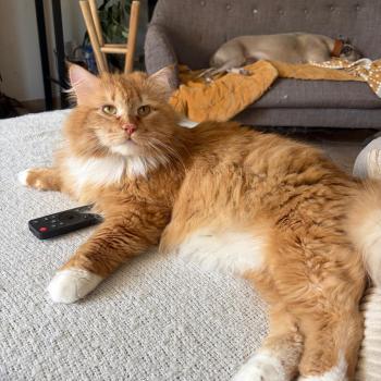 chat Sibérien red & blanc Coffee Elevage chats sibériens Chatterie Ovilloise - Comportementaliste félin