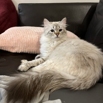 chat Sibérien seal silver tabby point Lily Elevage chats sibériens Chatterie Ovilloise - Comportementaliste félin