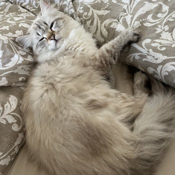 chat Sibérien seal silver tabby point Lily Elevage chats sibériens Chatterie Ovilloise - Comportementaliste félin