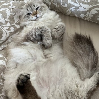 chat Sibérien seal silver tabby point Lily Elevage chats sibériens Chatterie Ovilloise - Comportementaliste félin