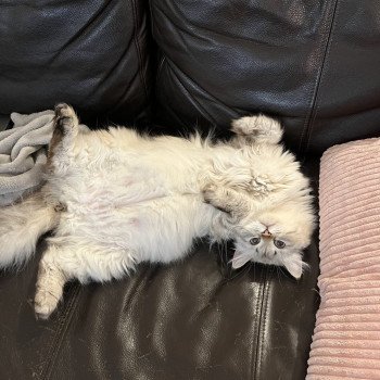 chat Sibérien seal silver tabby point Lily Elevage chats sibériens Chatterie Ovilloise - Comportementaliste félin