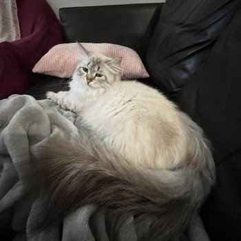 chat Sibérien seal silver tabby point Lily Elevage chats sibériens Chatterie Ovilloise - Comportementaliste félin