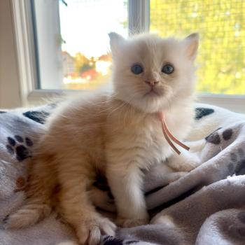 chaton Sibérien red silver tabby B'Vanille Elevage chats sibériens Chatterie Ovilloise - Comportementaliste félin