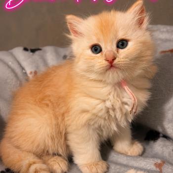 chaton Sibérien red silver tabby Brioche Elevage chats sibériens Chatterie Ovilloise - Comportementaliste félin