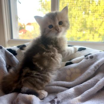 chaton Sibérien black sunshine silver blotched tabby Mâle Sunshine Elevage chats sibériens Chatterie Ovilloise - Comportementaliste félin