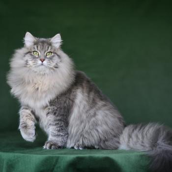 Nikolaï Mâle Sibérien