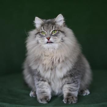 chat Sibérien Nikolaï Elevage chats sibériens Chatterie Ovilloise - Comportementaliste félin