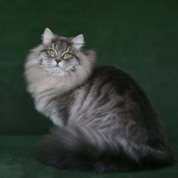 chat Sibérien Nikolaï Elevage chats sibériens Chatterie Ovilloise - Comportementaliste félin