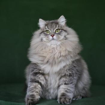 chat Sibérien Nikolaï Elevage chats sibériens Chatterie Ovilloise - Comportementaliste félin