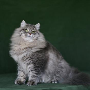 chat Sibérien Nikolaï Elevage chats sibériens Chatterie Ovilloise - Comportementaliste félin