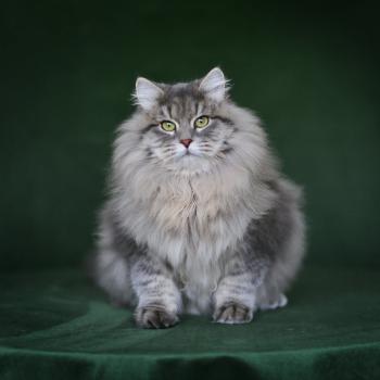 chat Sibérien Nikolaï Elevage chats sibériens Chatterie Ovilloise - Comportementaliste félin
