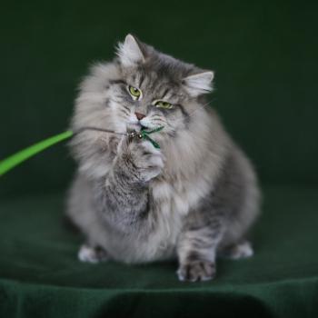 chat Sibérien Nikolaï Elevage chats sibériens Chatterie Ovilloise - Comportementaliste félin