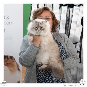 chat Sibérien Hanna La Chatterie Ovilloise - Comportementaliste félin et élevage familial de chats sibériens