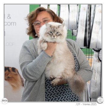 chat Sibérien Hanna La Chatterie Ovilloise - Comportementaliste félin et élevage familial de chats sibériens