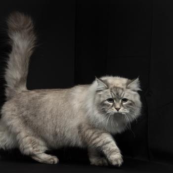 chat Sibérien Hanna Elevage chats sibériens Chatterie Ovilloise - Comportementaliste félin