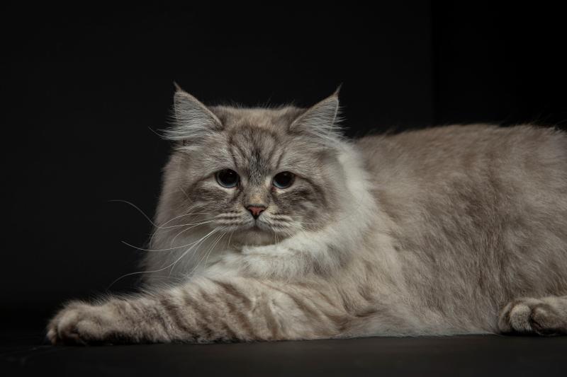 Hanna Snow Symphony Femelle Sibérien