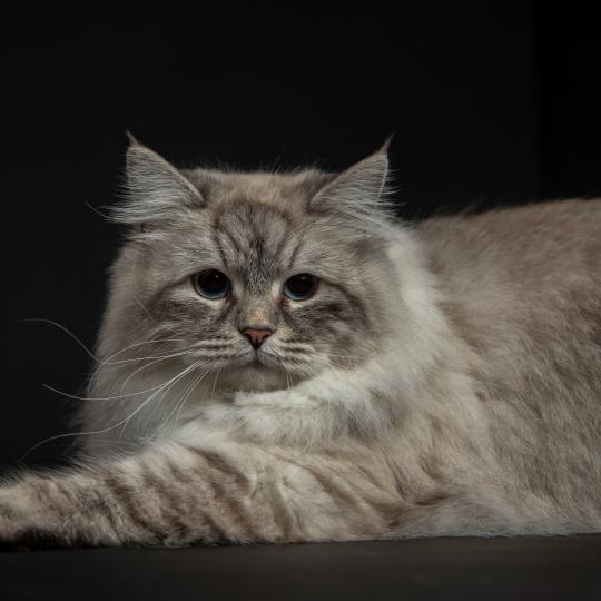 Hanna Snow Symphony Femelle Sibérien